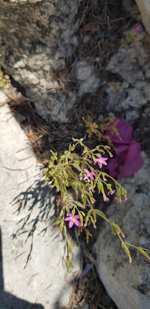 Centaurium tenuiflorum