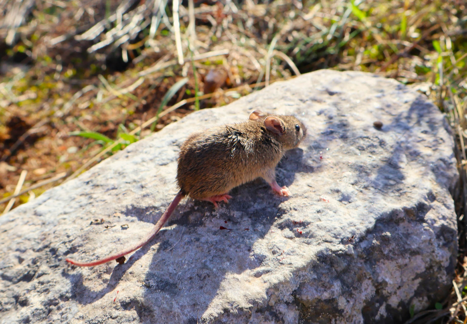 Apodemus flavicollis