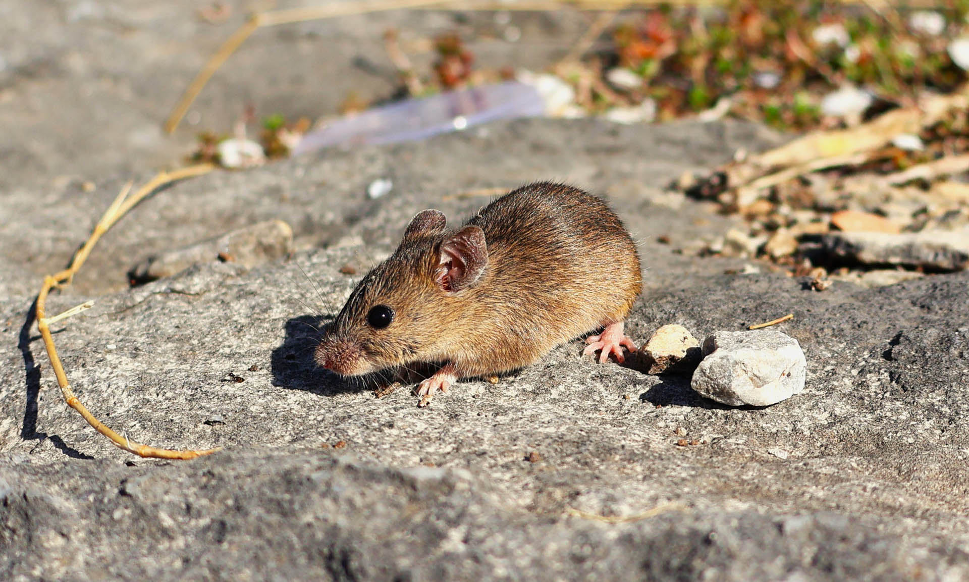 Apodemus sylvaticus