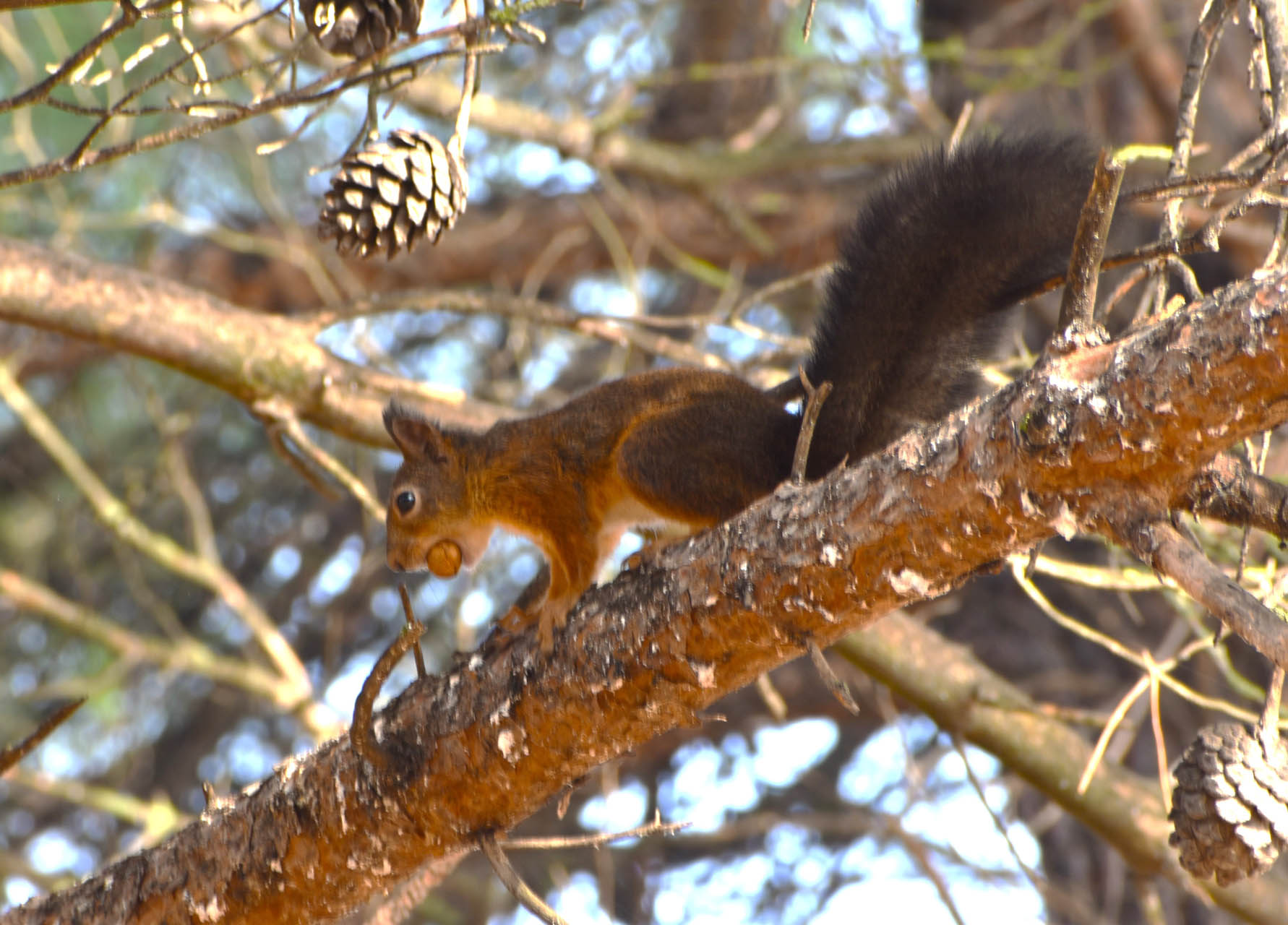 Sciurus vulgaris 