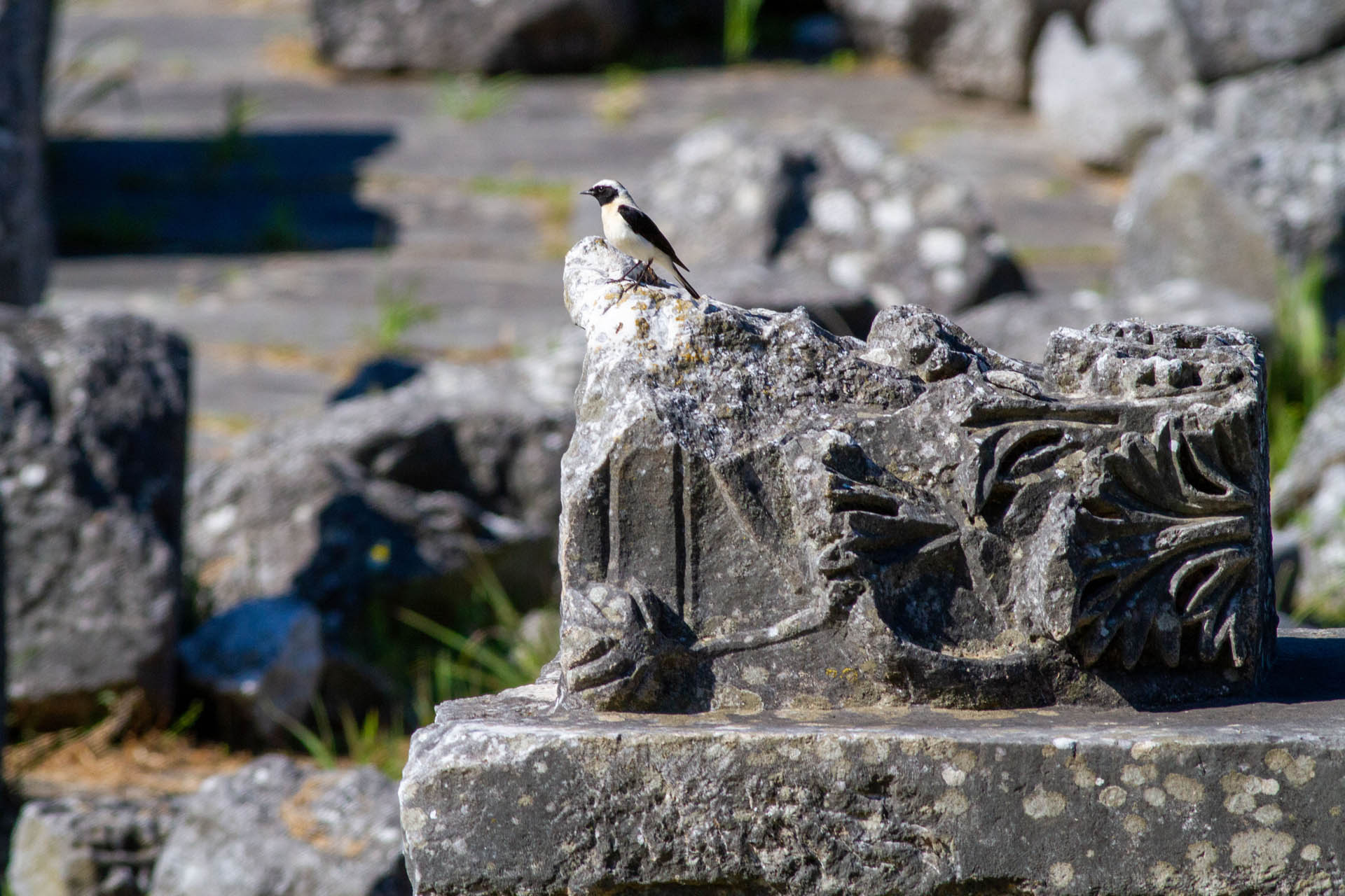Oenanthe melanoleuca