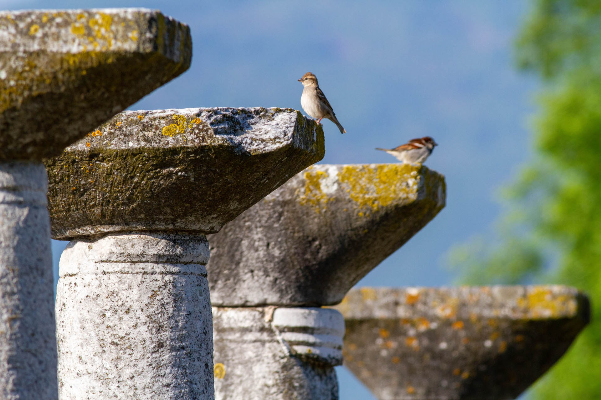 Passer domesticus