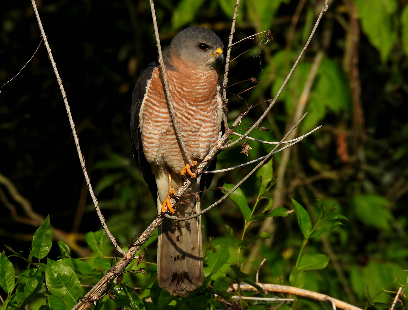 Accipiter brevipes