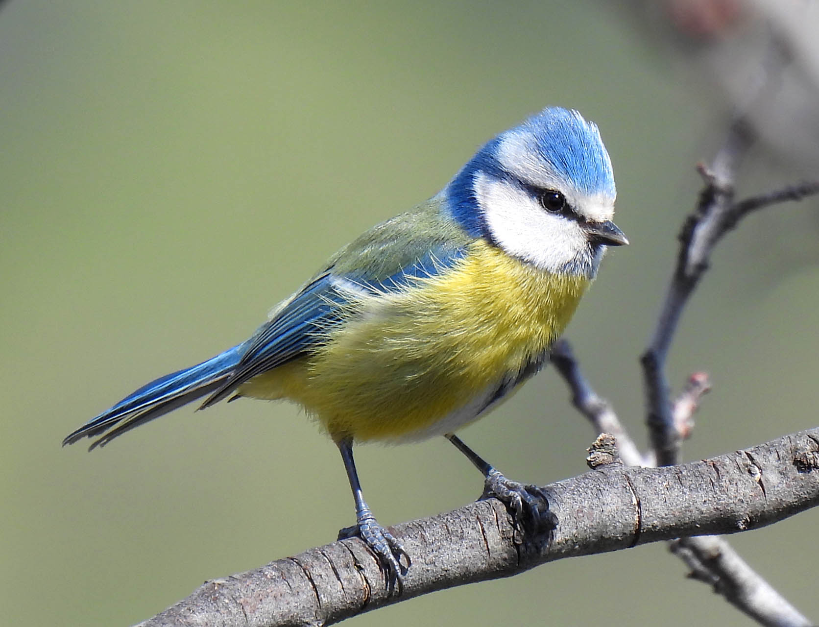 Cyanistes caeruleus