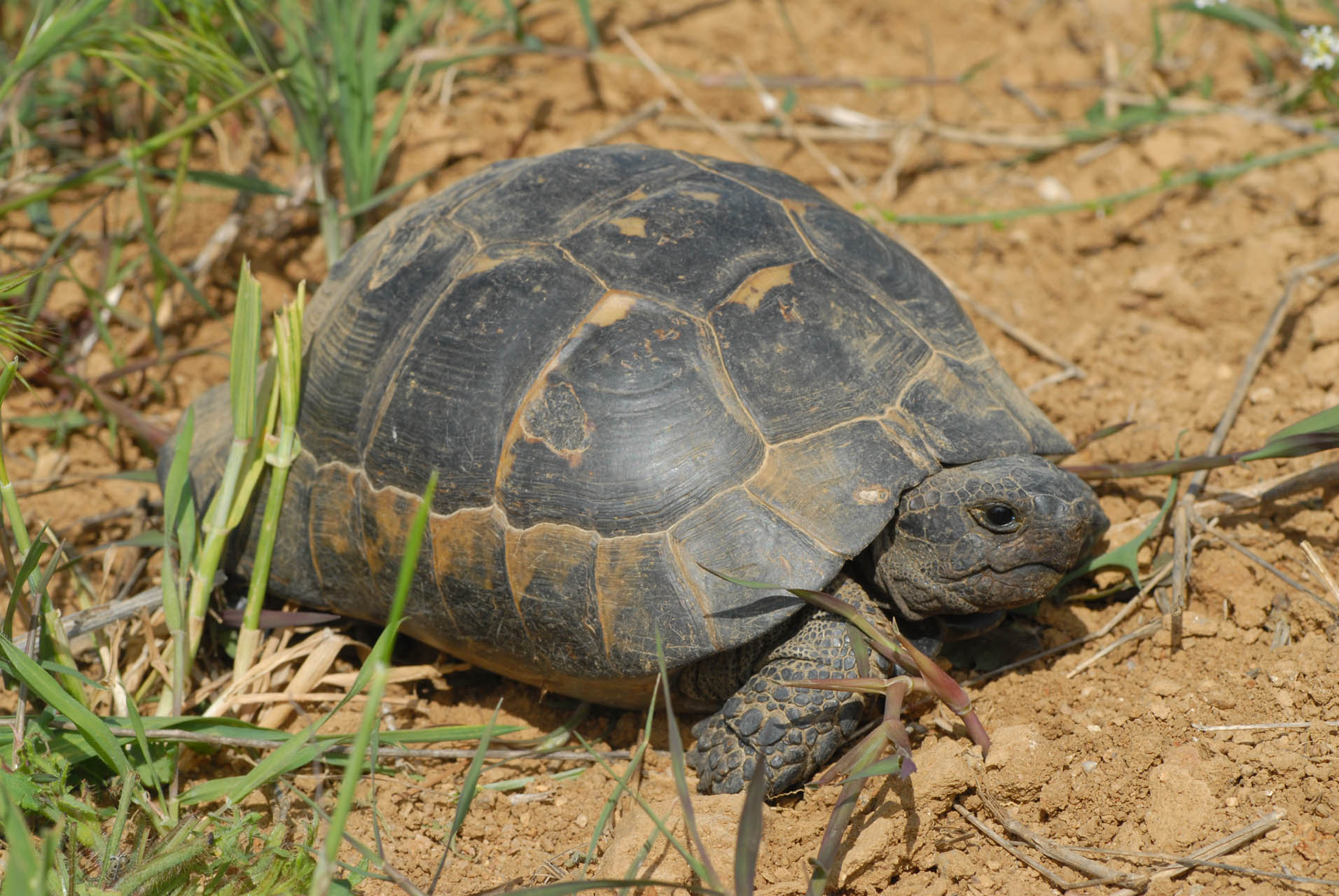Testudo graeca