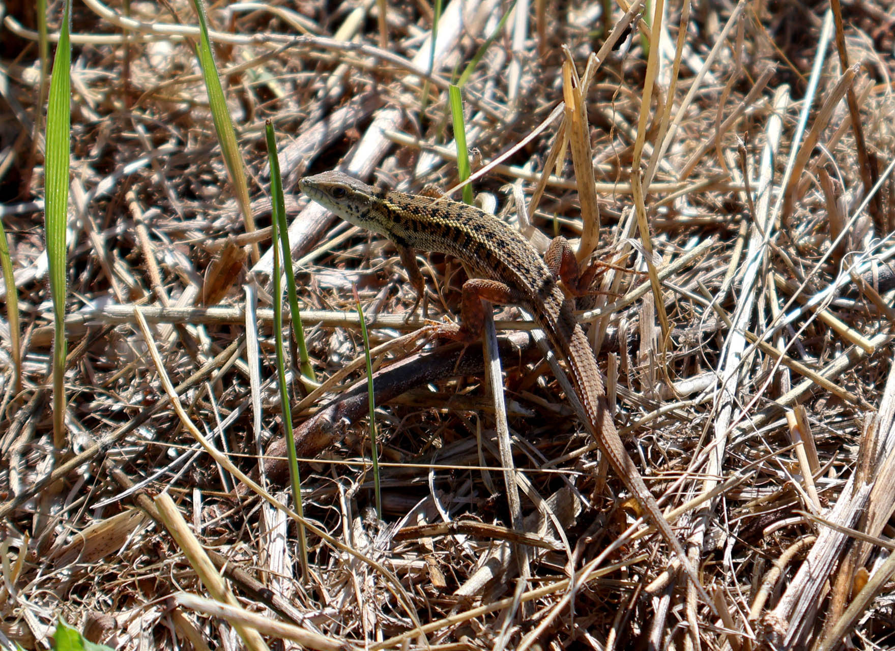 Ophisops elegans