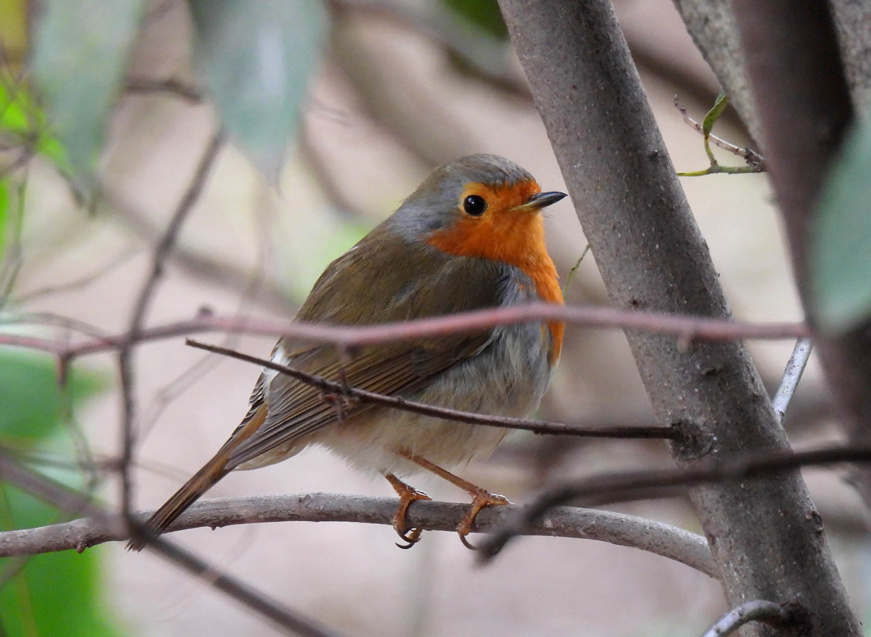 Erithacus rubecula