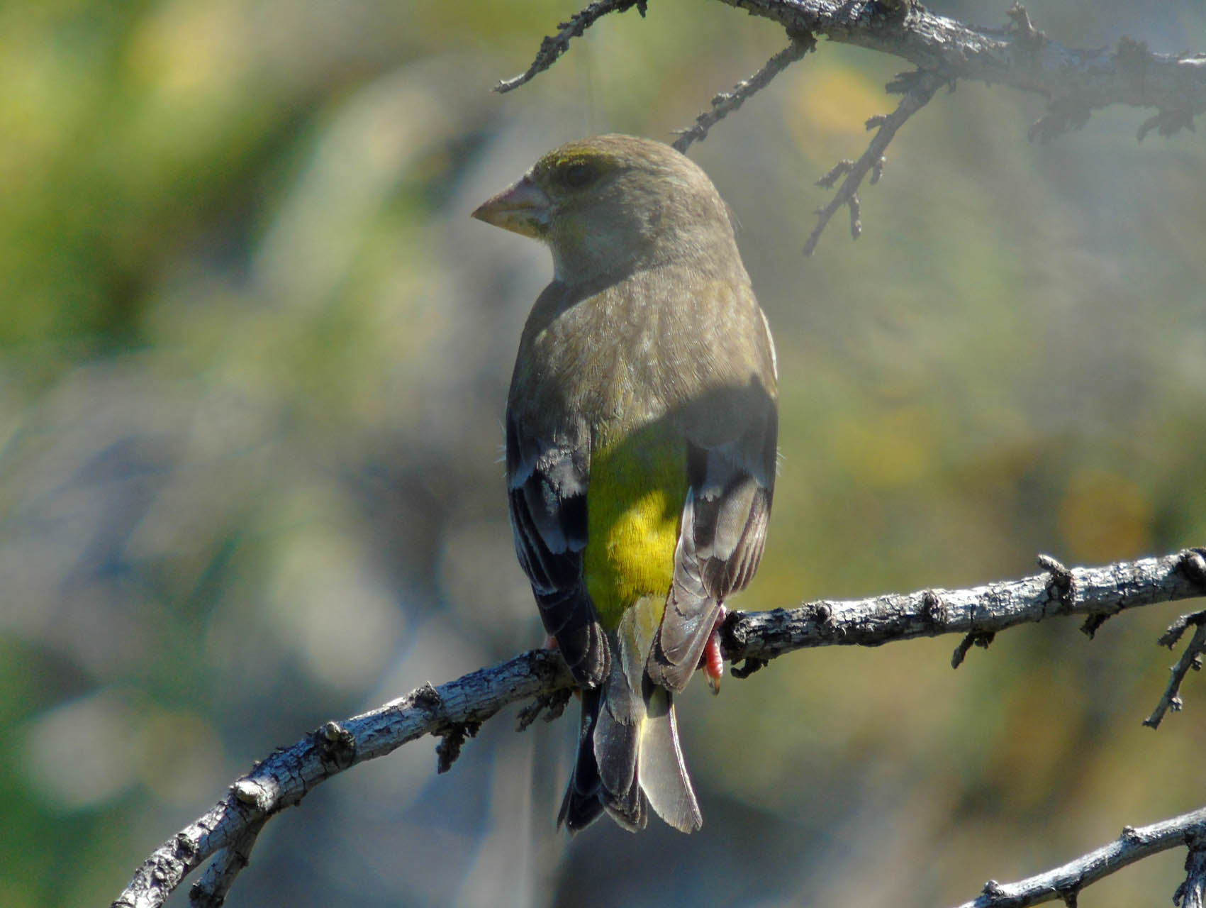 Chloris chloris